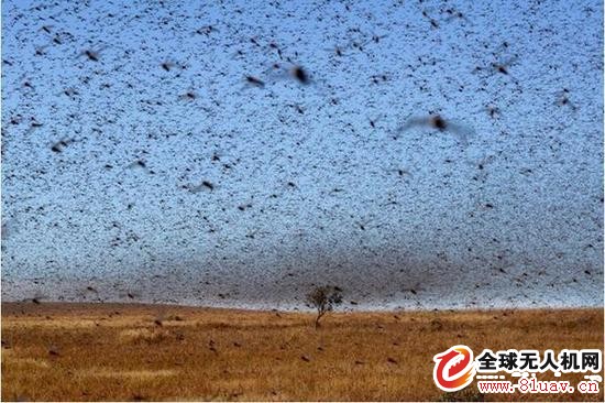 中国研成蜂群无人机军队 可消耗敌高价值武器