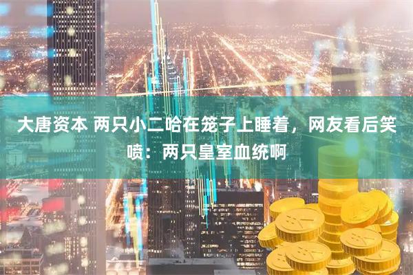大唐资本 两只小二哈在笼子上睡着，网友看后笑喷：两只皇室血统啊