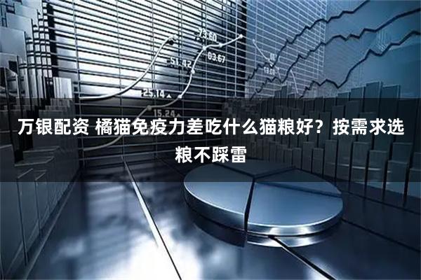 万银配资 橘猫免疫力差吃什么猫粮好？按需求选粮不踩雷