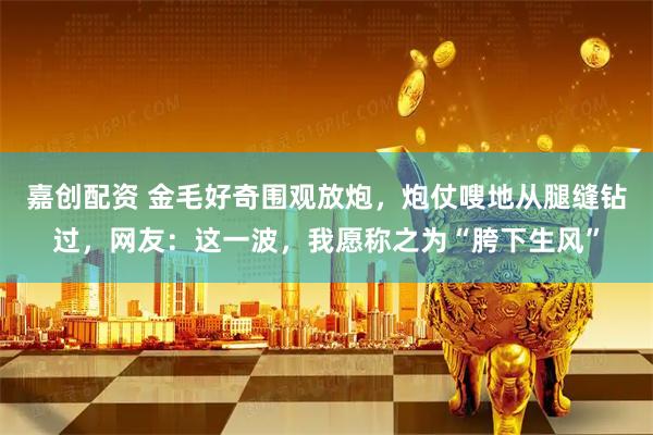 嘉创配资 金毛好奇围观放炮，炮仗嗖地从腿缝钻过，网友：这一波，我愿称之为“胯下生风”